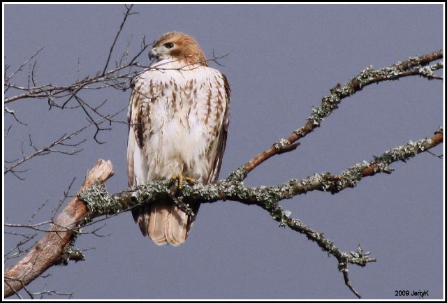 Red-tailed Hawk